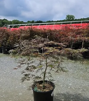 Crimson Queen Japanese Maple