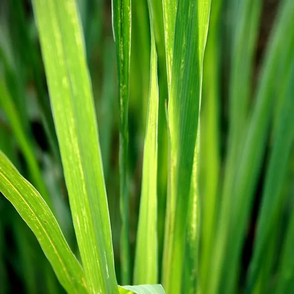 Lemongrass Small Tumbler