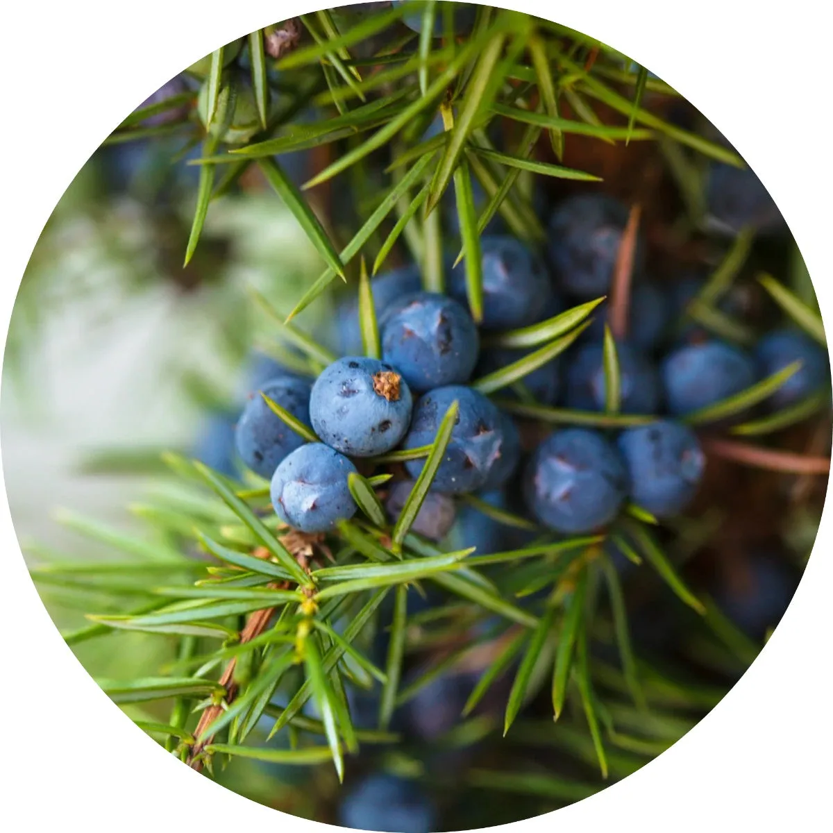 LIVING LIBATIONS - Juniper Berry Essential Oil