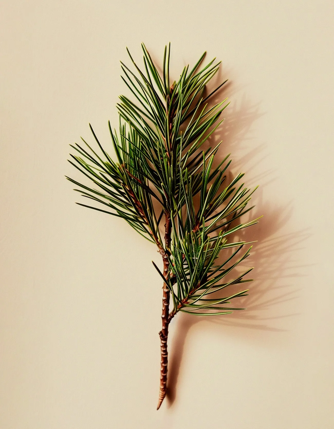 Pine Needle Oil